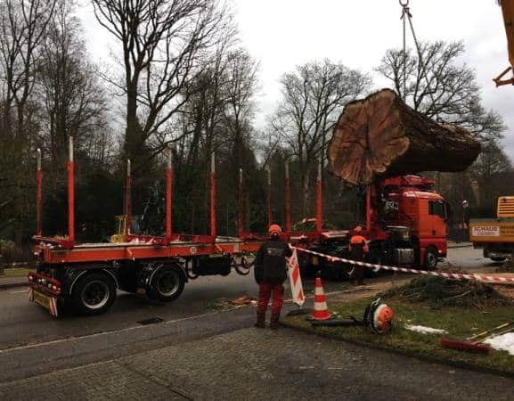 baumfällung maschine transport